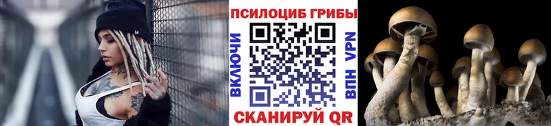 Купить Кирсанов Псилоцибиновые грибы Psilocybine cubensis